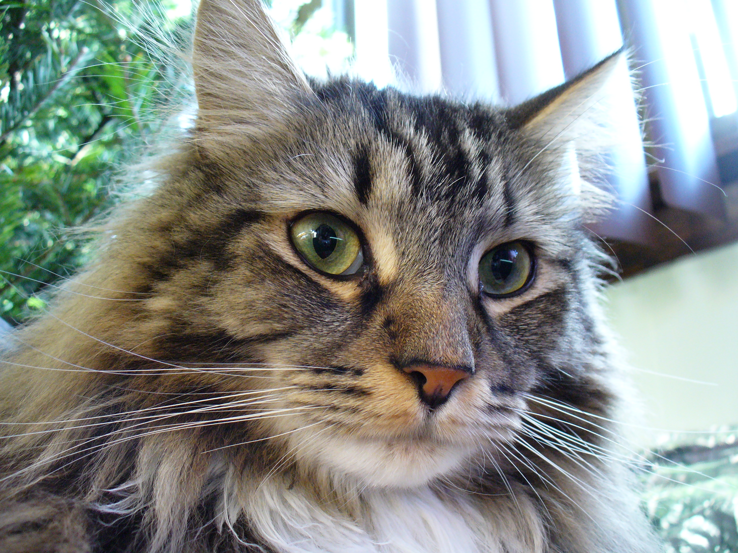 maine_coon_